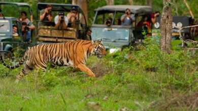 Ranthambore Tiger weekend tour