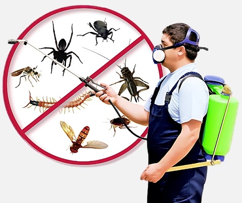 Best Home Pest Control in Jaipur