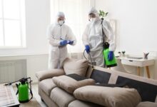 Cockroach Control Service in Jaipur
