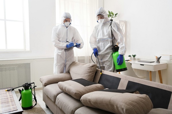 Cockroach Control Service in Jaipur