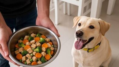 Fresh Food for Dog Pune