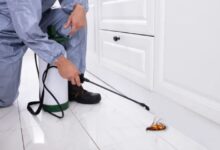 Cockroach Control Service in Jaipur