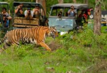 Ranthambore Tiger weekend tour