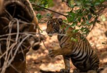 Ranthambore safari timings