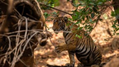 Ranthambore safari timings