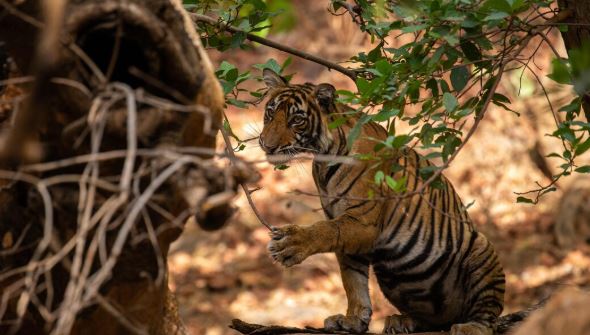 Ranthambore safari timings